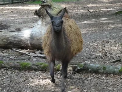 Guanako  (Bild vergr&ouml;&szlig;ern)
