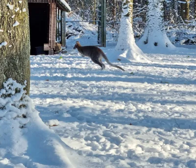 das K&auml;nguru macht gro&szlig;e Spr&uuml;nge im Schnee (07.01.2026)  (Bild vergr&ouml;&szlig;ern)