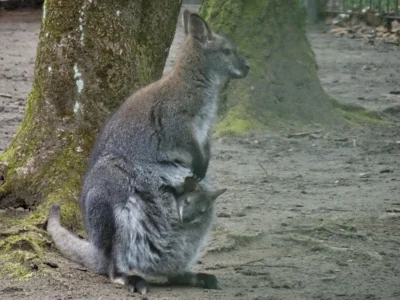 Nachwuchs beim K&auml;nguru am 17.04.26  (Bild vergr&ouml;&szlig;ern)