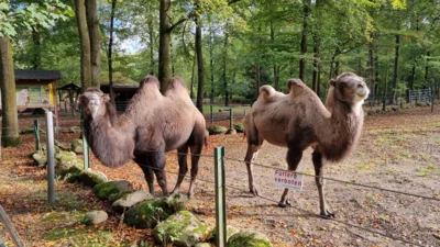 Die Trampeltiere sind nach Desinfektion des Gel&auml;ndes mit Kalk wieder in ihren Gehege 10.10.2026  (Bild vergr&ouml;&szlig;ern)