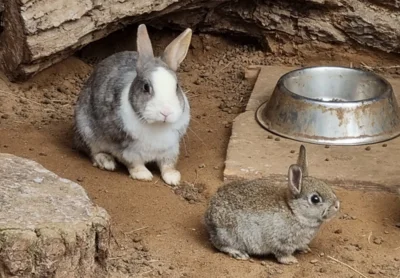 Zwergkaninchen  (Bild vergr&ouml;&szlig;ern)