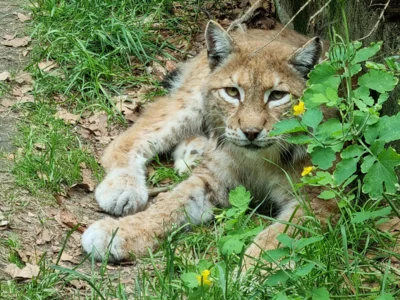 Luchs in der Mittagsruhe  (Bild vergr&ouml;&szlig;ern)