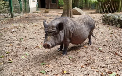 Minischwein  (Bild vergr&ouml;&szlig;ern)