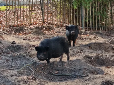 Die Minischweine suchen Futter  (Bild vergr&ouml;&szlig;ern)