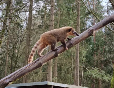 Nasenb&auml;r will nach oben  (Bild vergr&ouml;&szlig;ern)