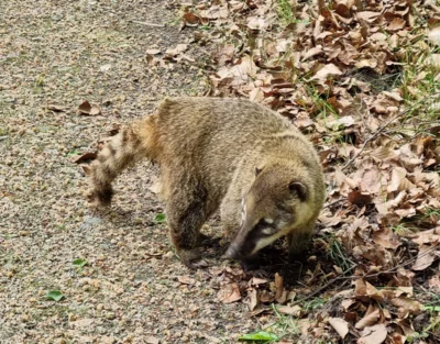 Mal wieder drau&szlig;en einer der ganz schlauen Nasenb&auml;ren am 16.05.26  (Bild vergr&ouml;&szlig;ern)
