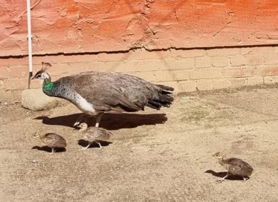 Pfau Nachwuchs  (Bild vergr&ouml;&szlig;ern)