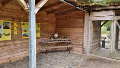 Die Pfauenfamilie sitzt auf der Besucherbank  (Bild vergr&ouml;&szlig;ern)