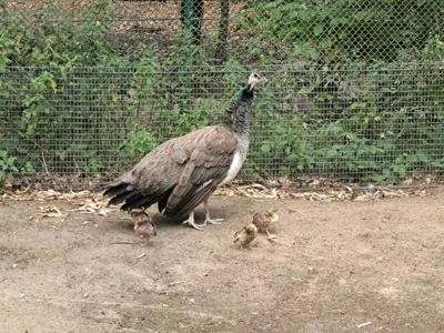 Pfauennachwuchs im Juli  (Bild vergr&ouml;&szlig;ern)
