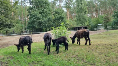 Foto des Albums: Aktuelle Fotos aus dem Tierpark 2026