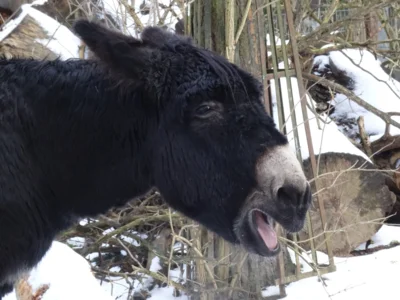 Der wildgewordene Poitoueselhengst macht m&auml;chtig L&auml;rm  (Bild vergr&ouml;&szlig;ern)