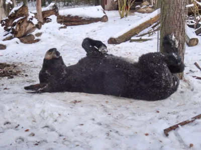 Foto des Albums: Aktuelle Fotos aus dem Tierpark 2026