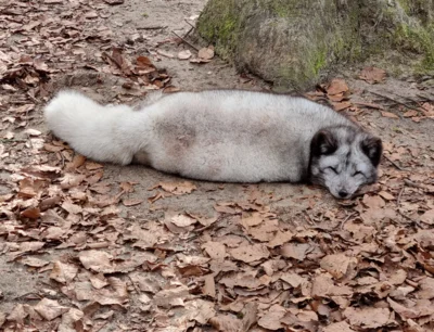 Polarfuchs bei der Mittagsruhe am 12.03.2026  (Bild vergr&ouml;&szlig;ern)