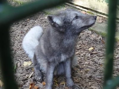 Polarfuchs im Oktober  (Bild vergr&ouml;&szlig;ern)