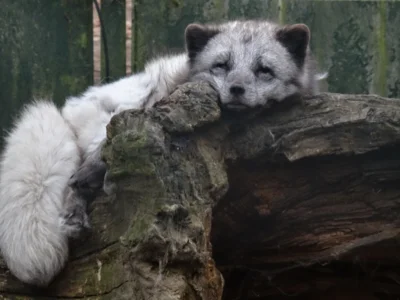 Polarfuchs  (Bild vergr&ouml;&szlig;ern)