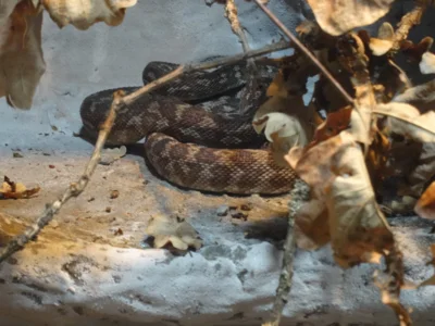 die Pythons sind schon ganz sch&ouml;n gewachsen  (Bild vergr&ouml;&szlig;ern)