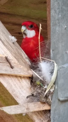 Nestbau in der begehbaren Vogelvoliere  (Bild vergr&ouml;&szlig;ern)