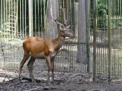 Der Hirsch  (Bild vergr&ouml;&szlig;ern)