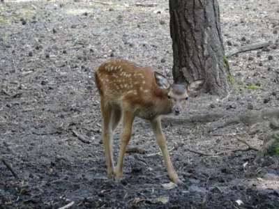 Junges Rotwild im August  (Bild vergr&ouml;&szlig;ern)