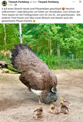 4 Pfauenk&uuml;ken geschl&uuml;pft 24.07.2026  (Bild vergr&ouml;&szlig;ern)