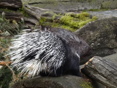 Stachelschwein beim Knappern am 17.04.2026  (Bild vergr&ouml;&szlig;ern)