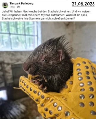 Stachelschein Nachwuchs  (Bild vergr&ouml;&szlig;ern)