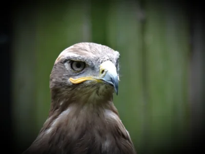 Was guckst du ?  (Bild vergr&ouml;&szlig;ern)