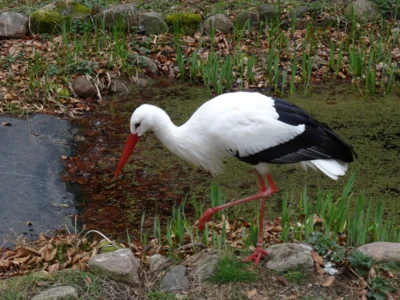 Storch  (Bild vergr&ouml;&szlig;ern)