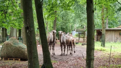 Die Trampeltiere auf Besuch bei den Alpakas. Ihr Gehege muss gekalkt werden. 01.07.2026  (Bild vergr&ouml;&szlig;ern)