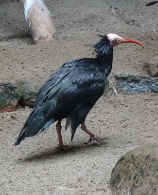 Waldrapp am 22.08.2026  (Bild vergr&ouml;&szlig;ern)