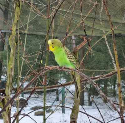 Foto des Albums: Aktuelle Fotos aus dem Tierpark 2026