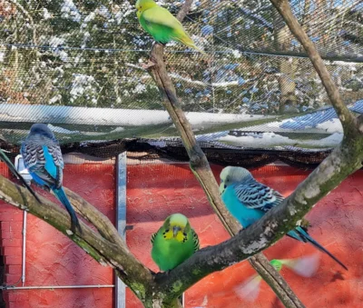 Wellensittich m&ouml;gen Schnee  (Bild vergr&ouml;&szlig;ern)