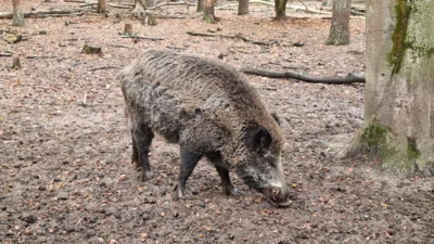 Wildschwein beim N&uuml;sseknacken im Oktober  (Bild vergr&ouml;&szlig;ern)