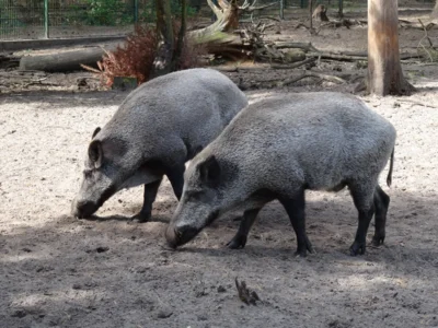Wildschweine im August  (Bild vergr&ouml;&szlig;ern)