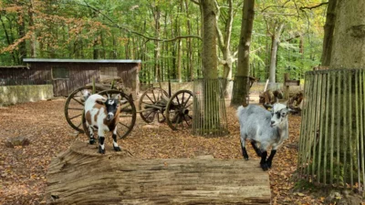 Zwergziegen  (Bild vergr&ouml;&szlig;ern)