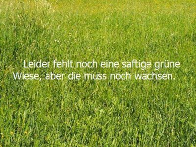 Foto des Albums: Holzpferde