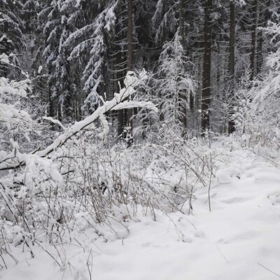 Winterm&auml;rchen  (Bild vergr&ouml;&szlig;ern)