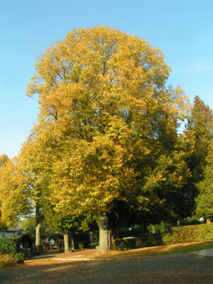 2007 10 04 Winterlinde im Herbst  (Bild vergr&ouml;&szlig;ern)