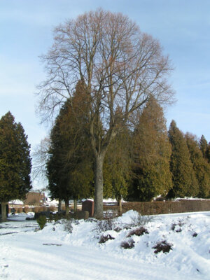 2008 02 03 alter Baumbestand mit Brunnen  (Bild vergr&ouml;&szlig;ern)