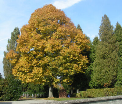 2008 10 11 alter Baumbestand mit Brunnen  (Bild vergr&ouml;&szlig;ern)