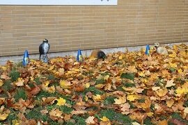 Foto des Albums: Halloweentunier 2021 & 2022