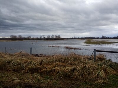 &Uuml;berschwemmte Wiese oder Teich?  (Bild vergr&ouml;&szlig;ern)