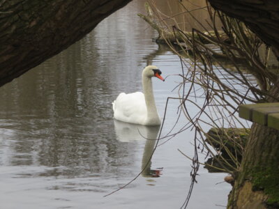Die Wacht auf dem See  (Bild vergr&ouml;&szlig;ern)