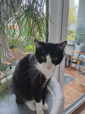 Fotoalbum Kater Sammy