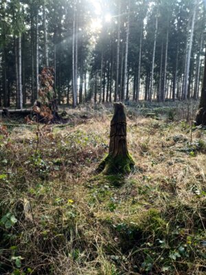 Kunst im Wald  (Bild vergr&ouml;&szlig;ern)