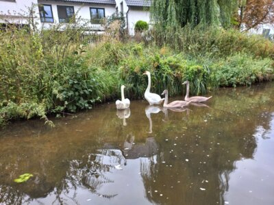 Foto des Albums: Spreewaldausflug