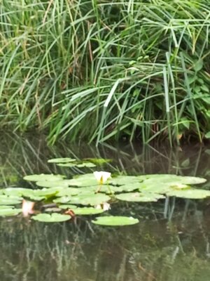 Foto des Albums: Spreewaldausflug