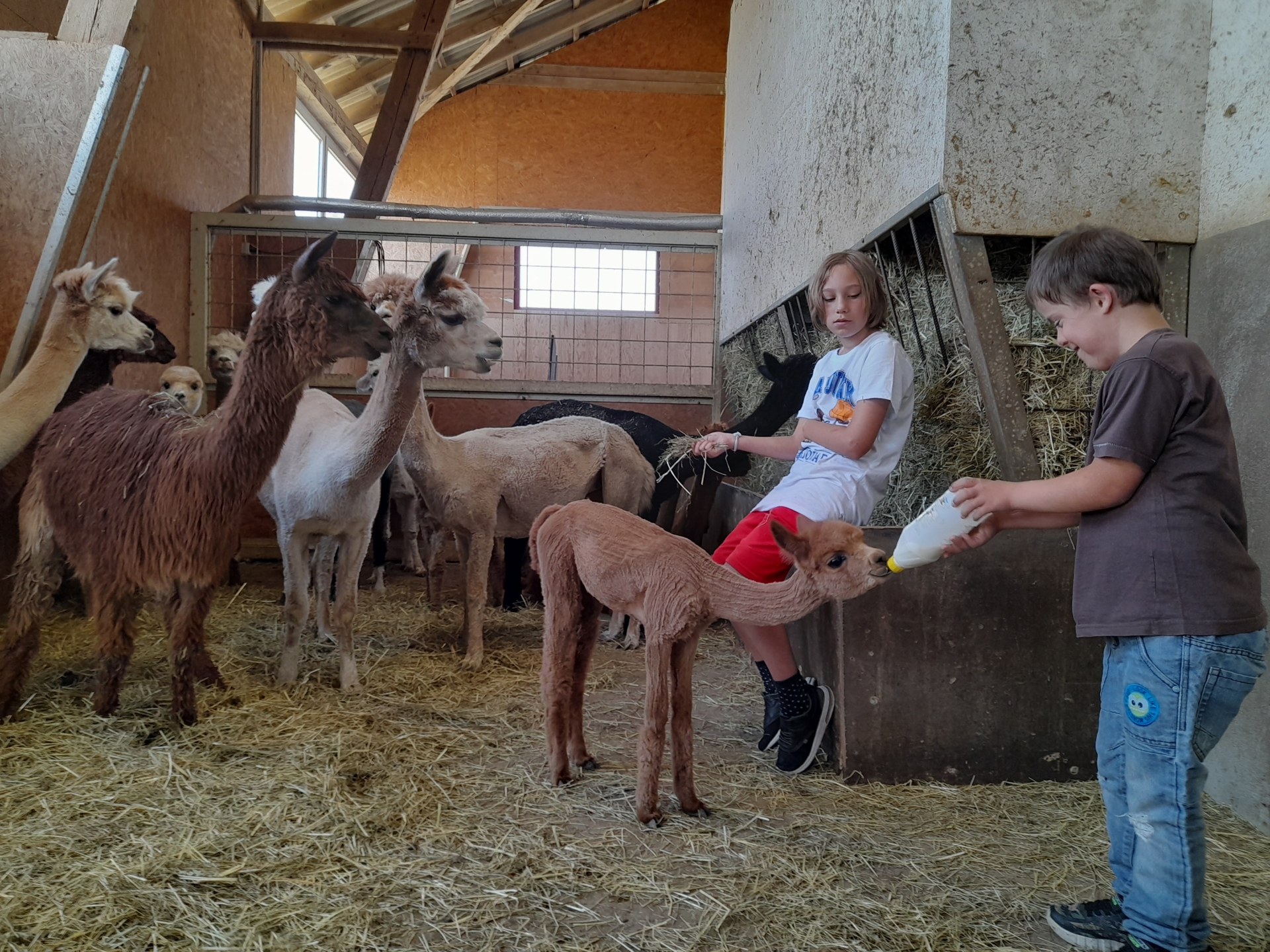 Bild: Ausritt zum Alpakahof Strobel auf Hof Spriestersbach Ferienfreizeit (1)