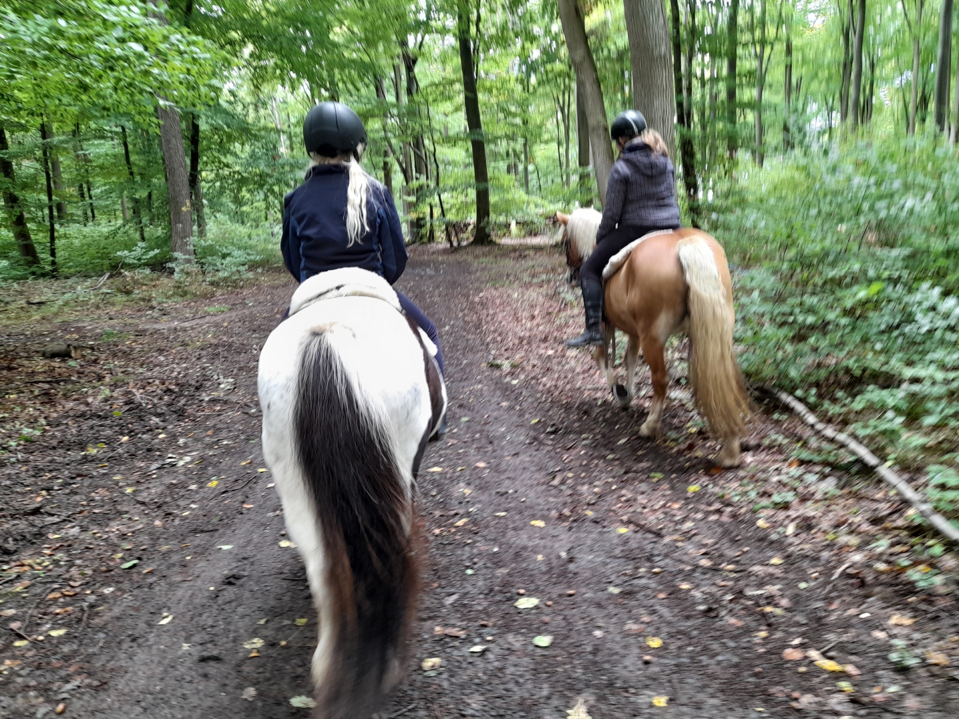 Bild: Reiten im Wald
