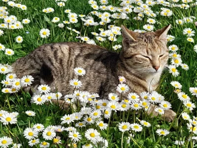 unsere Katze Miez  (Bild vergr&ouml;&szlig;ern)